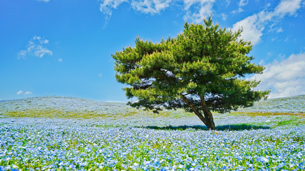 Hitachi Seaside Park