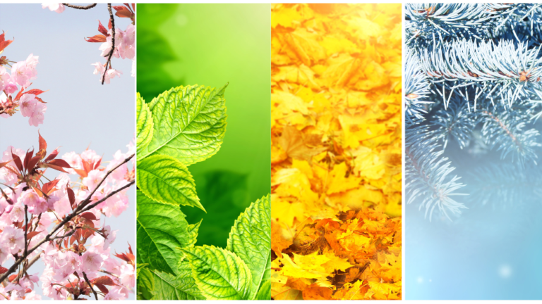 The Art of Washoku: Exploring Traditional Japanese Cuisine