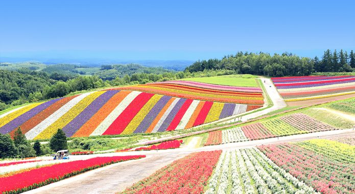 Biei Hills: The Patchwork of Nature