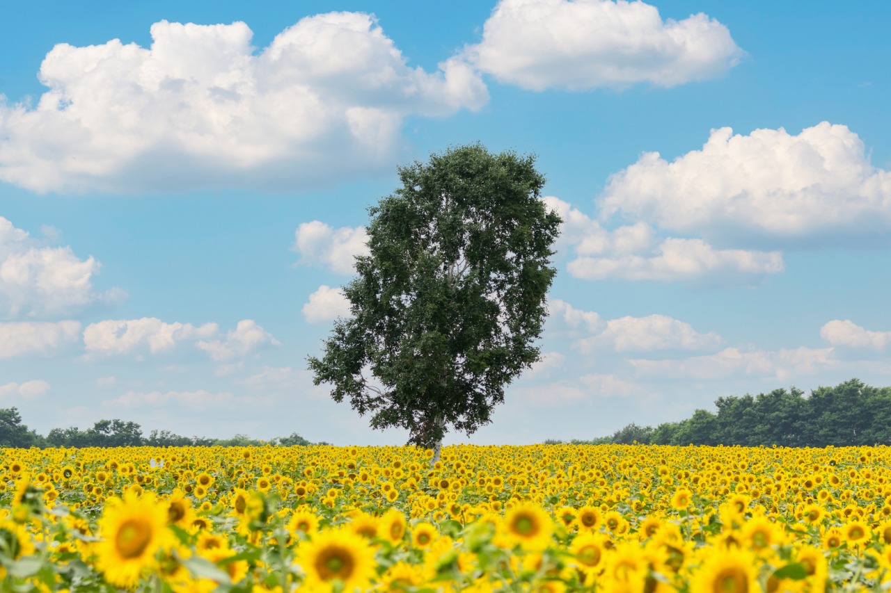 Himawari no Sato: A Sea of Sunflowers