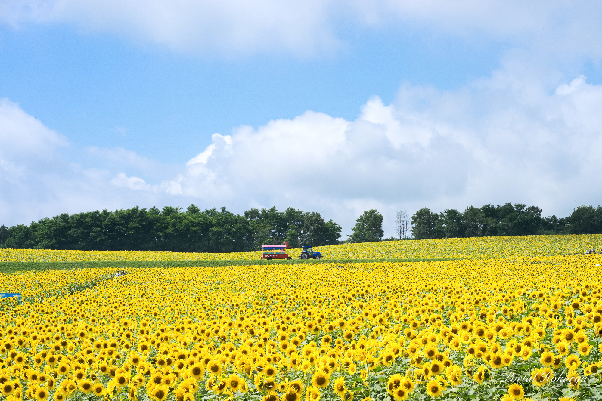 Himawari no Sato: A Sea of Sunflowers