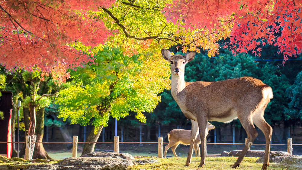 Nara Park