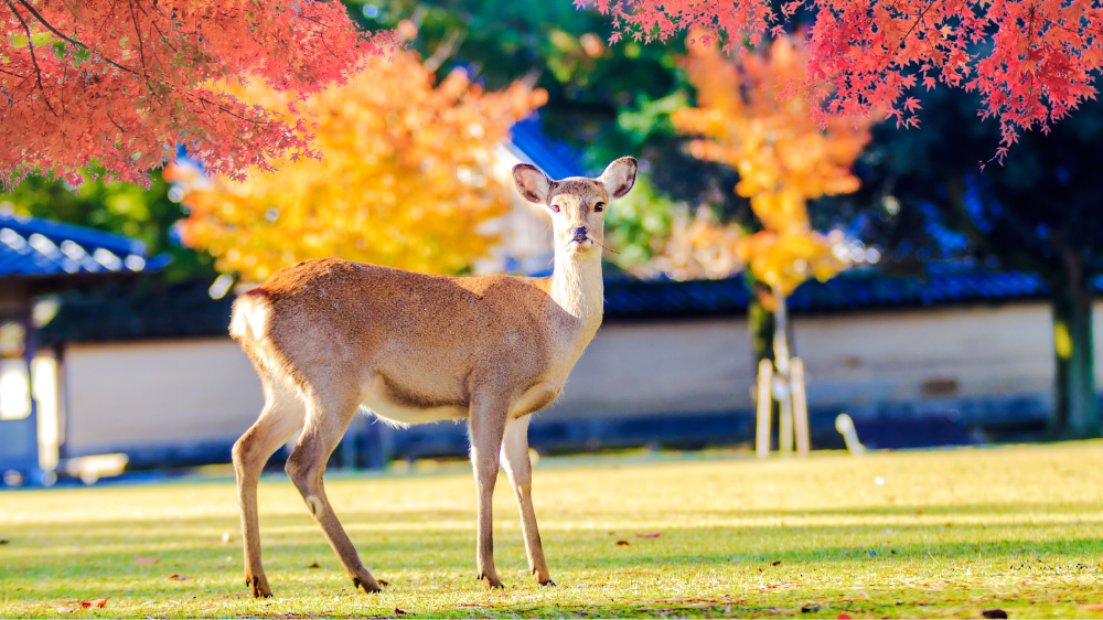 Nara Park