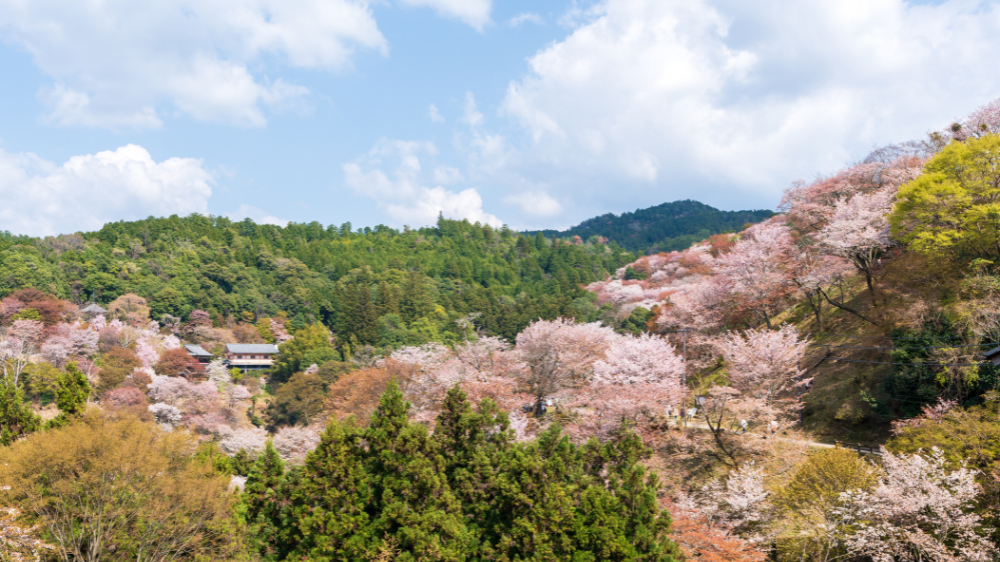 Mount Yoshino