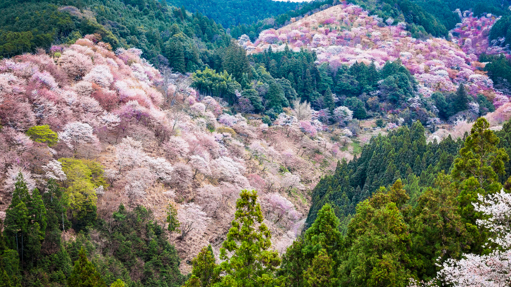 Mount Yoshino