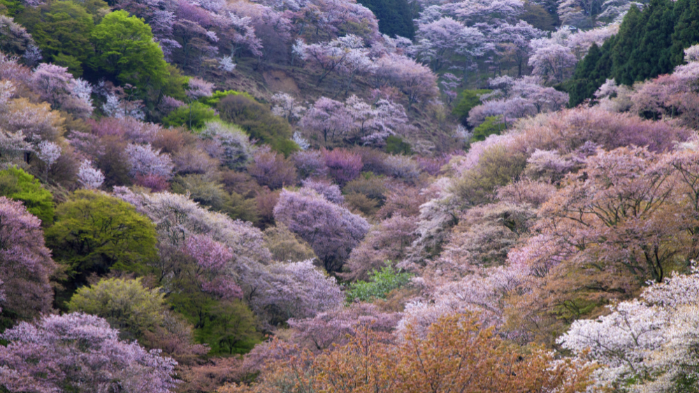 Mount Yoshino