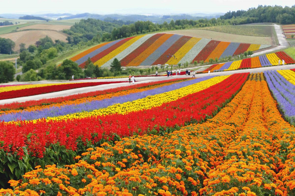 Biei Hills: The Patchwork of Nature