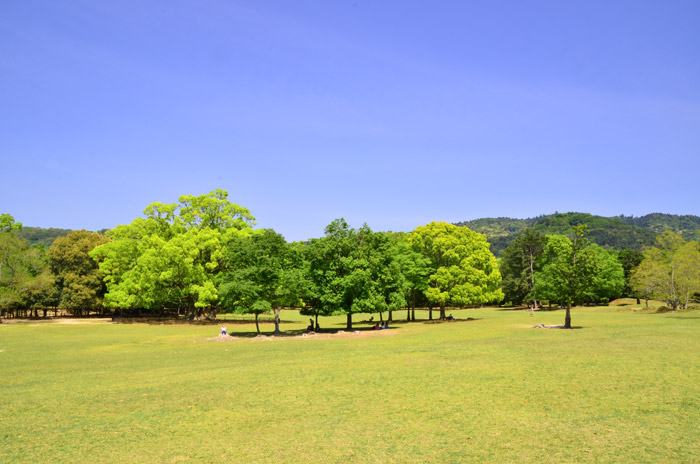 Nara Park